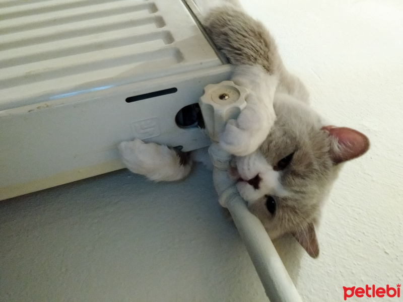 British Shorthair, Kedi  Şişman fotoğrafı