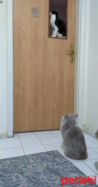 British Shorthair, Kedi  Şişman fotoğrafı