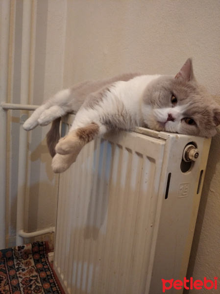 British Shorthair, Kedi  Şişman fotoğrafı