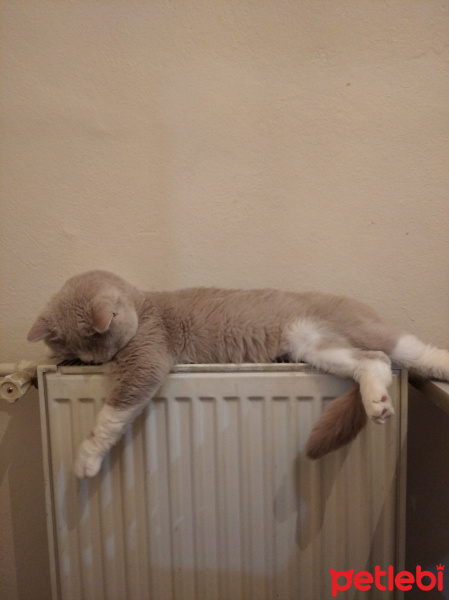 British Shorthair, Kedi  Şişman fotoğrafı