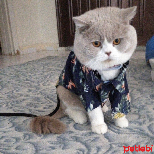 British Shorthair, Kedi  Şişman fotoğrafı