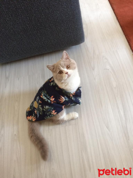 British Shorthair, Kedi  Şişman fotoğrafı