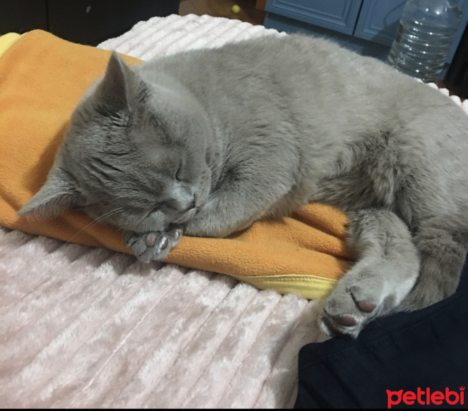 British Shorthair, Kedi  Çakıl fotoğrafı