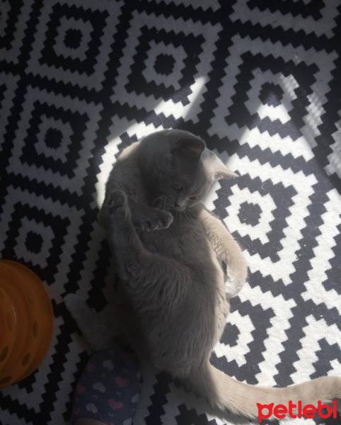British Shorthair, Kedi  Çakıl fotoğrafı