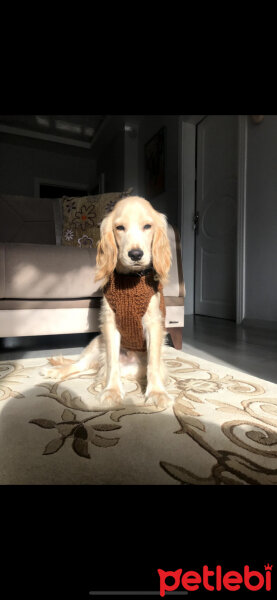 Amerikan Cocker Spaniel, Köpek  Vegas fotoğrafı