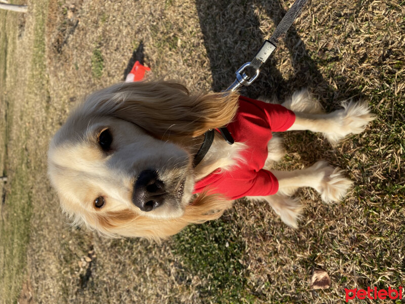 Amerikan Cocker Spaniel, Köpek  Vegas fotoğrafı