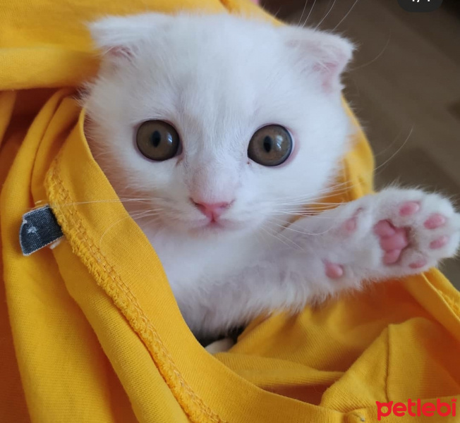 Scottish Fold, Kedi  Balım fotoğrafı