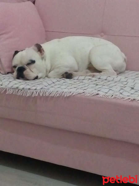 Fransız Bulldog, Köpek  Rex fotoğrafı