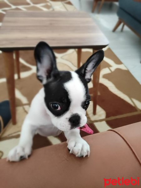 Fransız Bulldog, Köpek  LİSA fotoğrafı
