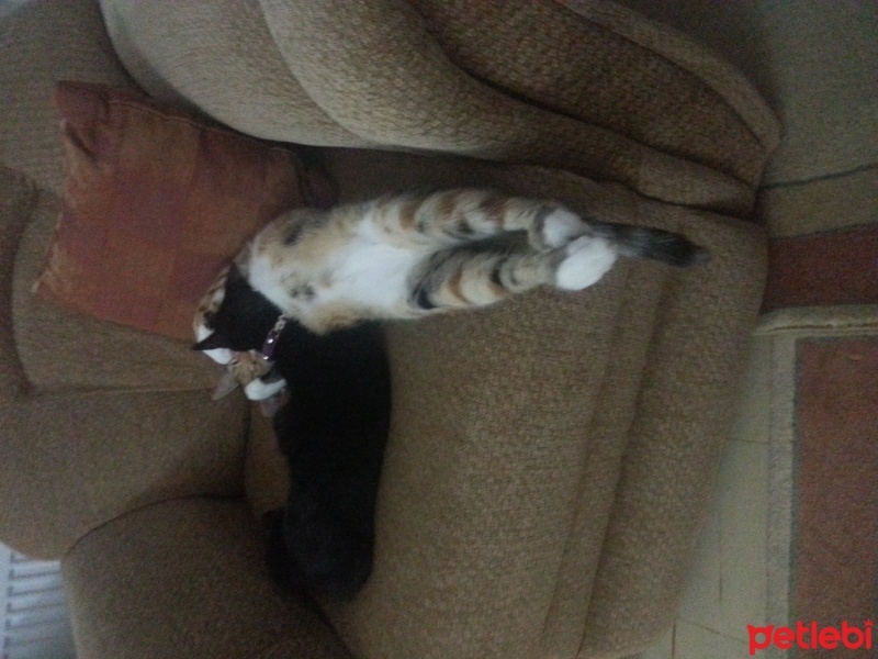 Bombay, Kedi  Mia ve Tina fotoğrafı