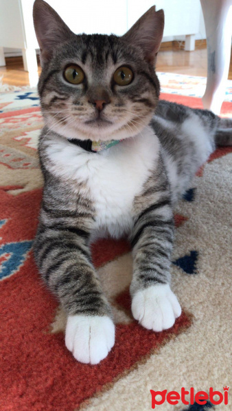 Tekir Kedi, Kedi  BAMBAM fotoğrafı