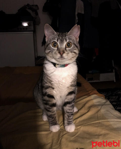 Tekir Kedi, Kedi  BAMBAM fotoğrafı