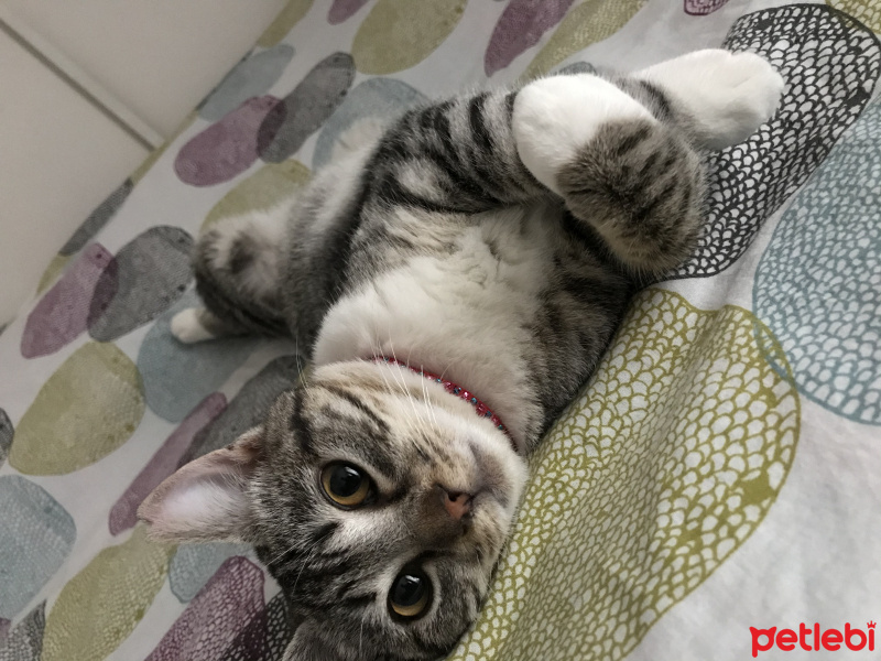 Tekir Kedi, Kedi  BAMBAM fotoğrafı