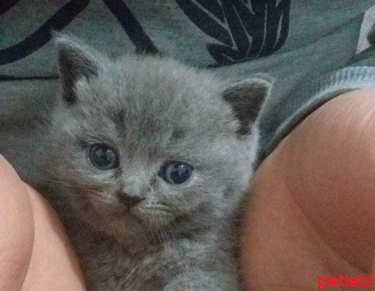 British Shorthair, Kedi  Şakir fotoğrafı