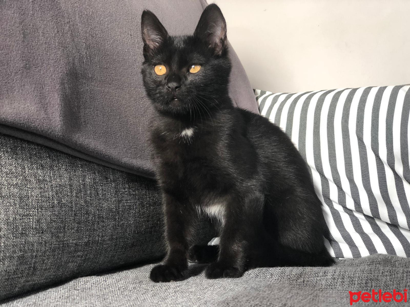 Tekir Kedi, Kedi  Vampir fotoğrafı