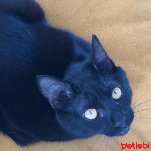 Tekir Kedi, Kedi  Vampir fotoğrafı