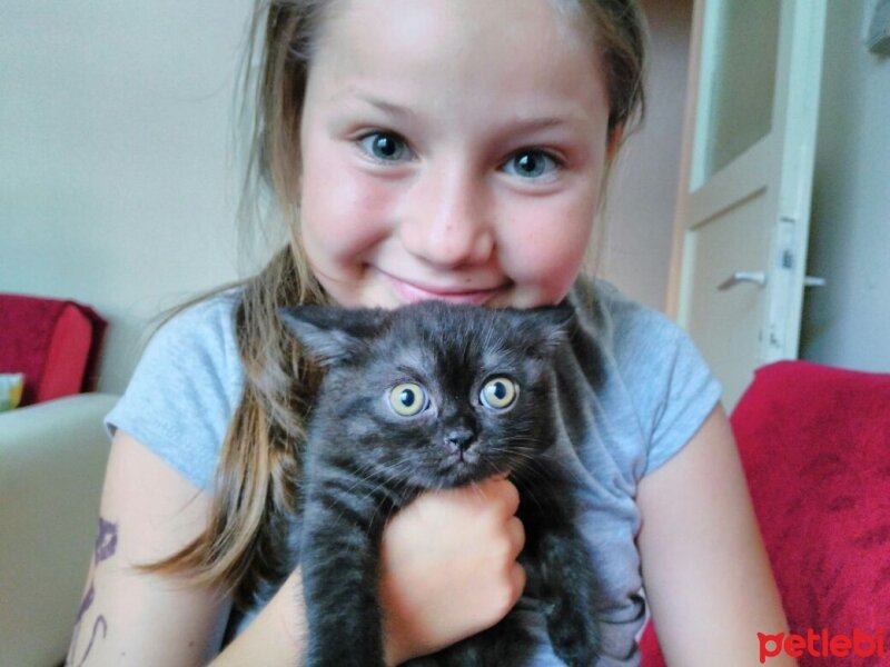 British Shorthair, Kedi  böcük fotoğrafı