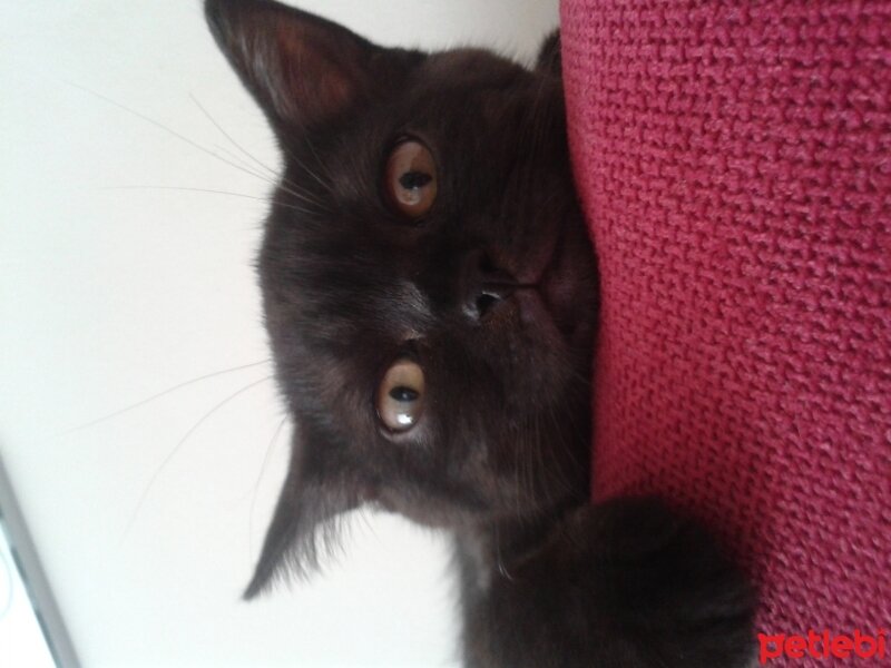 British Shorthair, Kedi  böcük fotoğrafı