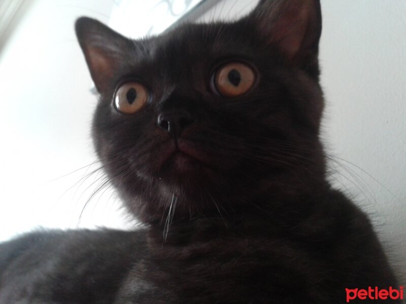 British Shorthair, Kedi  böcük fotoğrafı