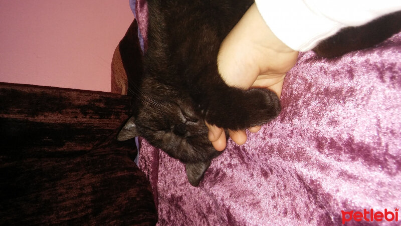 British Shorthair, Kedi  böcük fotoğrafı