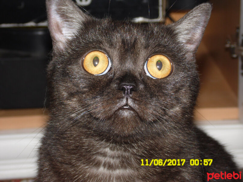 British Shorthair, Kedi  böcük fotoğrafı