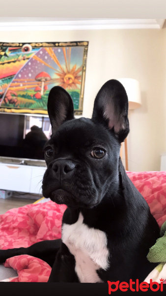 Fransız Bulldog, Köpek  Ceku fotoğrafı