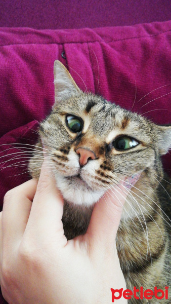 Tekir Kedi, Kedi  Şeker fotoğrafı