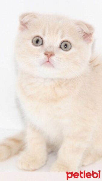 Scottish Fold, Kedi  DESTAN TOPRAK fotoğrafı