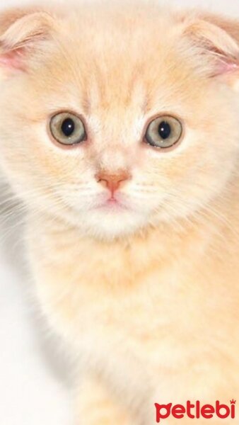 Scottish Fold, Kedi  DESTAN TOPRAK fotoğrafı