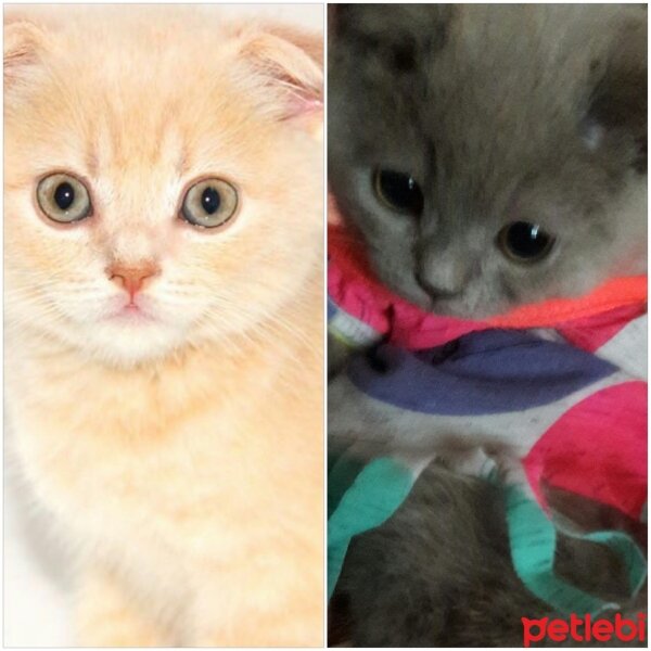 Scottish Fold, Kedi  DESTAN TOPRAK fotoğrafı