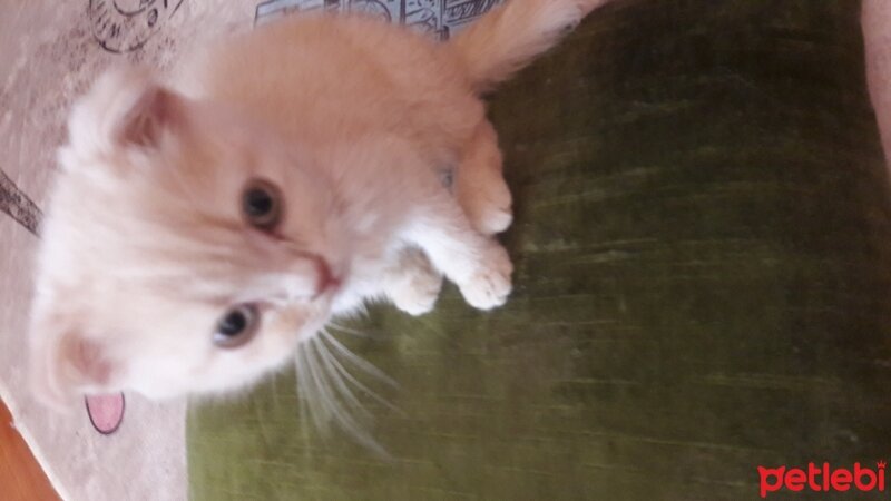 Scottish Fold, Kedi  DESTAN TOPRAK fotoğrafı