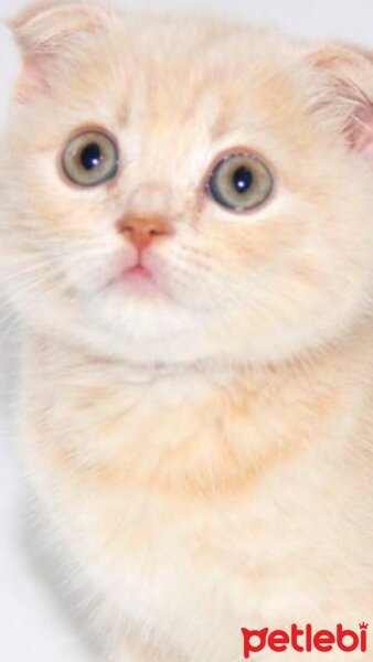 Scottish Fold, Kedi  DESTAN TOPRAK fotoğrafı