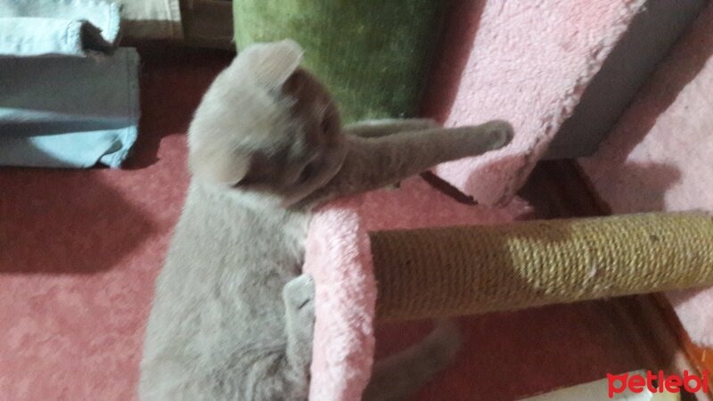 Scottish Fold, Kedi  DESTAN TOPRAK fotoğrafı