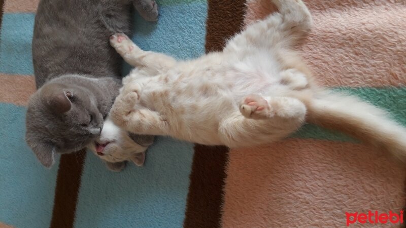 Scottish Fold, Kedi  DESTAN TOPRAK fotoğrafı