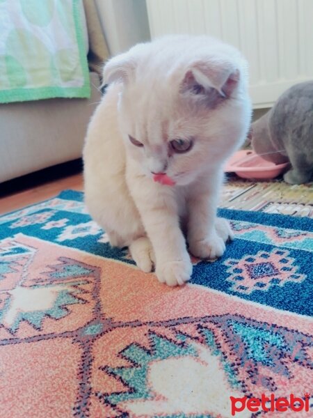 Scottish Fold, Kedi  DESTAN TOPRAK fotoğrafı