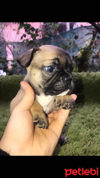 Fransız Bulldog, Köpek  İsimsiz fotoğrafı