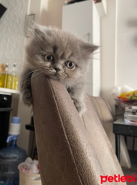 British Shorthair, Kedi  Alice fotoğrafı