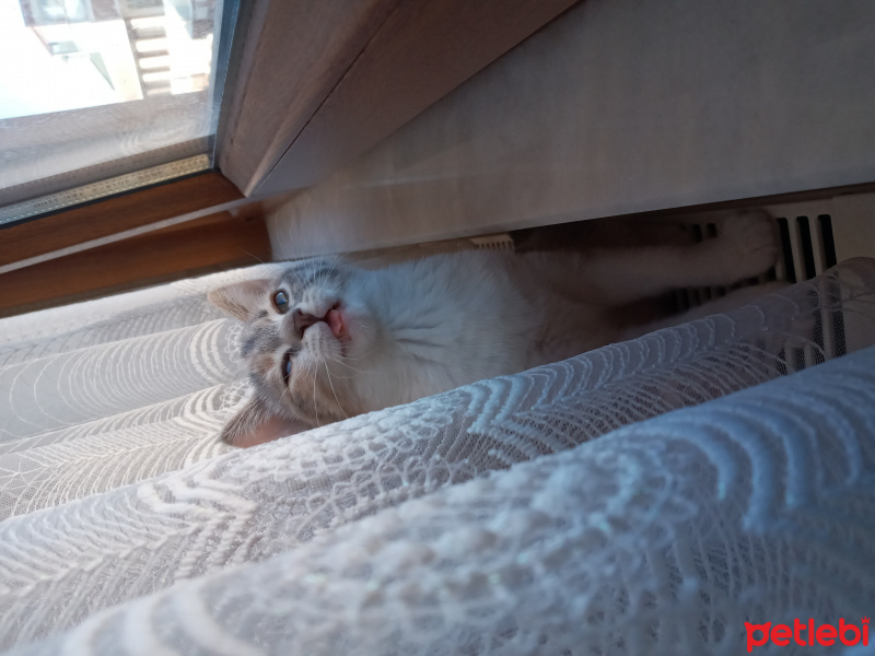 Scottish Fold, Kedi  Lila fotoğrafı