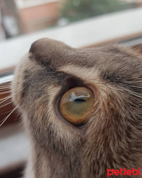 Scottish Fold, Kedi  Lila fotoğrafı