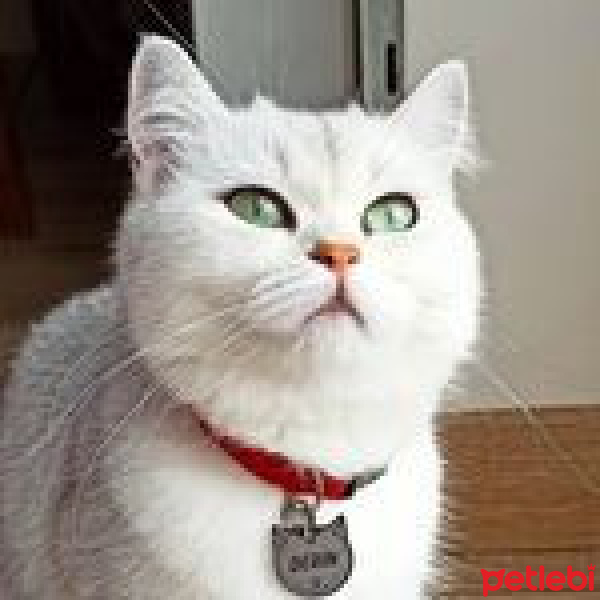 Scottish Fold, Kedi  Lila fotoğrafı