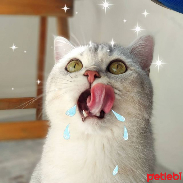 Scottish Fold, Kedi  Lila fotoğrafı