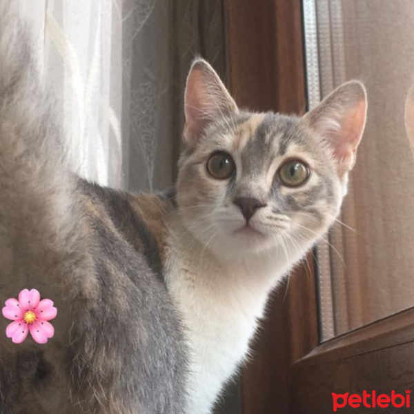 Scottish Fold, Kedi  Lila fotoğrafı