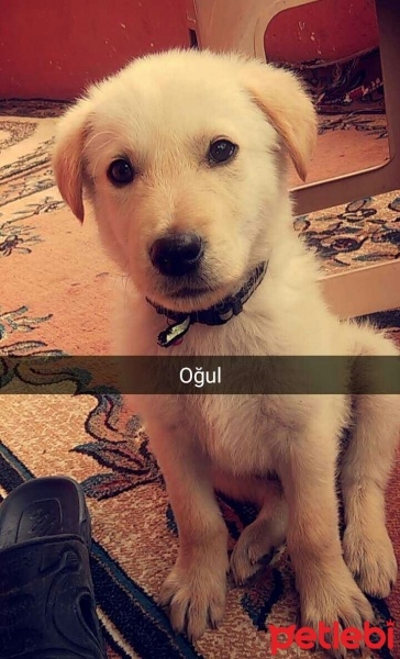 Golden Retriever, Köpek  mali fotoğrafı