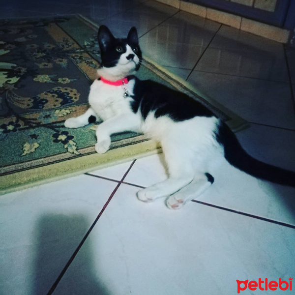 Tuxedo (Smokin) Kedi, Kedi  Gece fotoğrafı