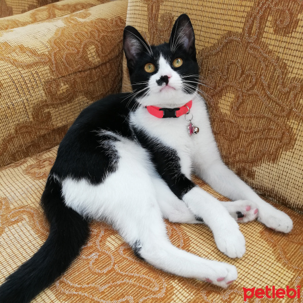 Tuxedo (Smokin) Kedi, Kedi  Gece fotoğrafı