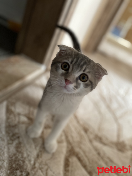 Scottish Fold, Kedi  Çiko fotoğrafı