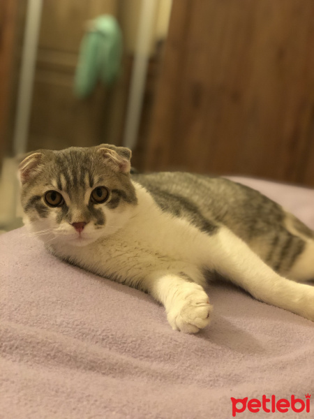 Scottish Fold, Kedi  Çiko fotoğrafı