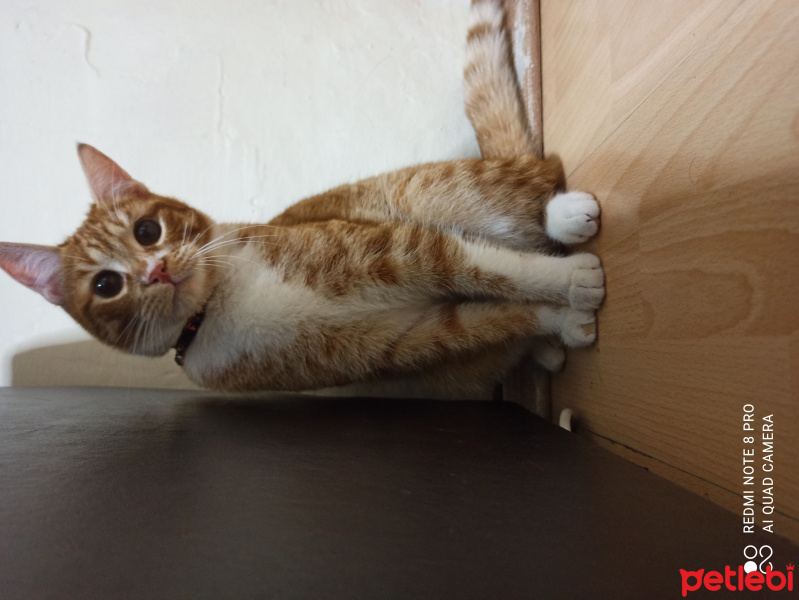 Sarman, Kedi  Çakır fotoğrafı