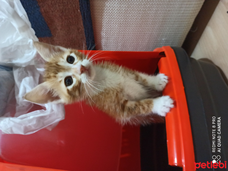 Sarman, Kedi  Çakır fotoğrafı