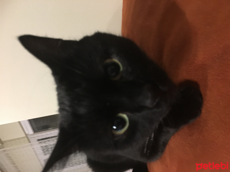 Bombay, Kedi  Haydut fotoğrafı